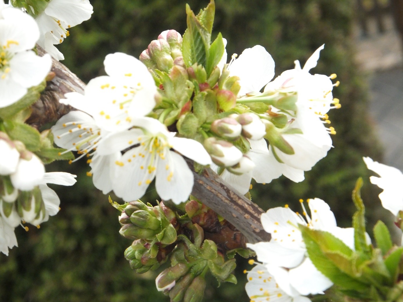 Aromaberatung - Anwendung und Wirkung von ätherischen Ölen Aromatologie